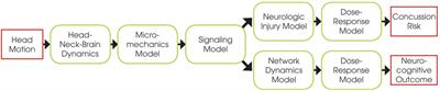 A Mechanistic End-to-End Concussion Model That Translates Head Kinematics to Neurologic Injury